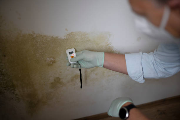 Why You Should Choose Our Mold Remediation Services in Skyline View, PA